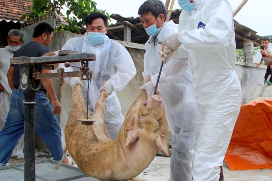 Bệnh dịch tả lợn châu Phi và những tác động đến sức khỏe con người