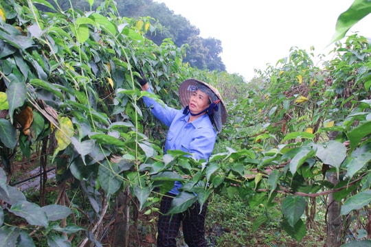 Nghệ An ban hành chính sách khuyến khích hỗ trợ đầu tư dự án dược liệu quý trên địa bàn tỉnh