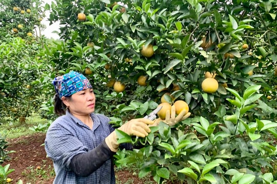 Gỡ khó cho thực trạng nông sản sạch 'bí' đầu ra 