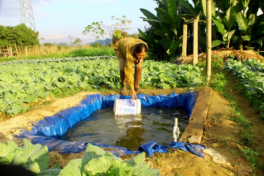 Nông dân Quế Phong làm bể chứa nước tại ruộng để chăm sóc rau vụ đông