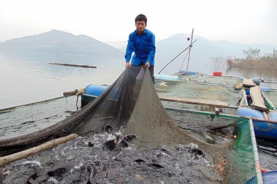 Nghệ An phấn đấu đến năm 2030 sản lượng thủy sản nuôi hồ chứa đạt 90.000 tấn