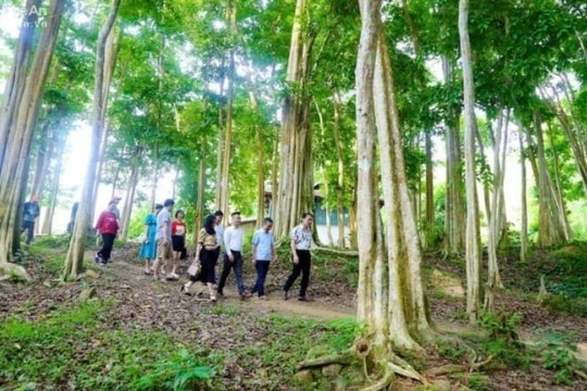 Những chính sách mới liên quan phát triển lâm nghiệp