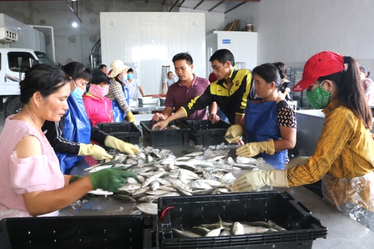 Nghệ An sẽ thu hút các cơ sở nhỏ lẻ vào 5 khu chế biến hải sản tập trung