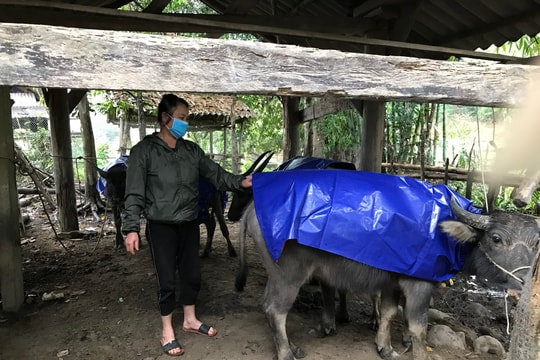 Nông dân vùng cao Nghệ An ‘kích hoạt’ các phương án chống rét cho vật nuôi