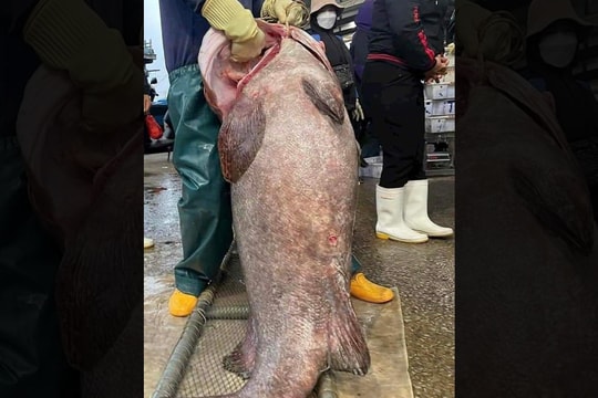 Ngư dân Nghệ An bắt được con cá mú khổng lồ