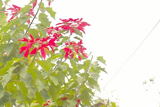 Lên miền Tây Nghệ An ngắm sắc hoa trạng nguyên