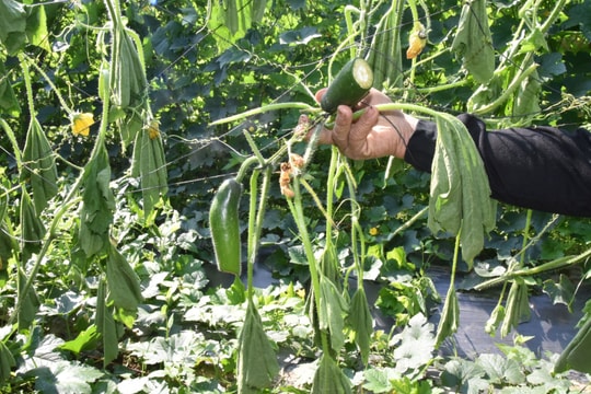 Điều tra vụ hàng nghìn gốc bí xanh sắp thu hoạch bị chặt phá