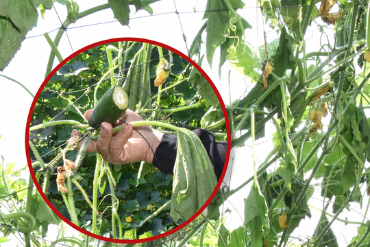 Hơn 1.200 gốc bí xanh sắp cho thu hoạch bị kẻ xấu phá hoại