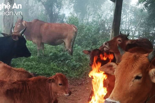 Bạn đắp chăn bông, trâu bò nhà bạn cũng cần được ủ ấm