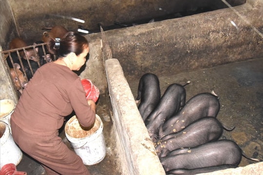 Lợn đen bản địa ở Nghệ An ăn rau cỏ, bã rượu 'đắt' khách dịp Tết