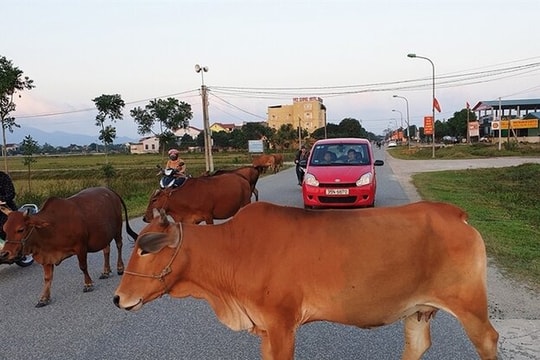 Đang lái xe đột nhiên gặp động vật, xử lý thế nào để an toàn nhất?