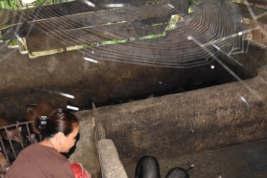 Làng nuôi lợn đen bản địa ở Nghệ An ‘đắt hàng’ dịp Tết 