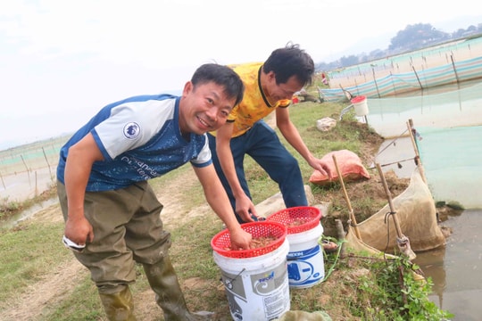 Nông dân phấn khởi vớt 'lộc trời' giữa ngày nắng ấm