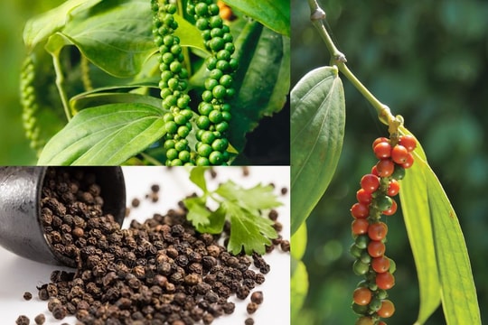 USD suy yếu trầm trọng; Giá 'vàng đen' đồng loạt tăng mạnh, cao nhất 85.000 đồng/kg