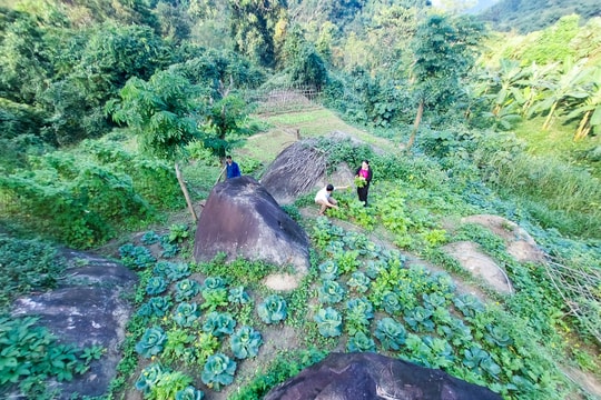 Nông dân vùng cao lật đá trồng rau sạch