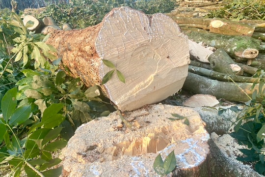 Người dân Nghệ An ồ ạt chặt bỏ cao su, chuyển đổi sang cây trồng khác