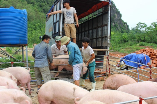 Nghệ An chỉ có hơn 1.200 con lợn được tiêm vắc-xin dịch tả lợn châu Phi
