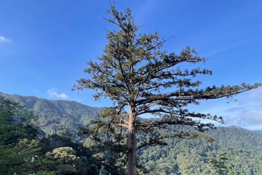 Báu vật giữa rừng già