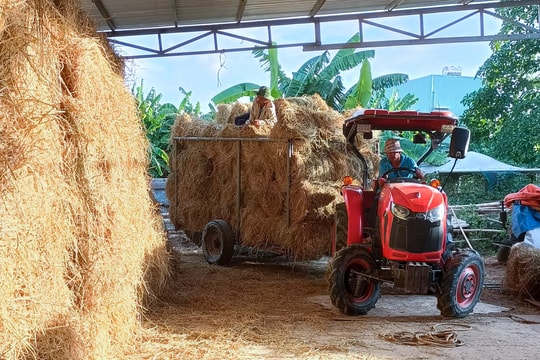 Giá rơm tăng cao, các trang trại chăn nuôi Nghệ An gặp khó