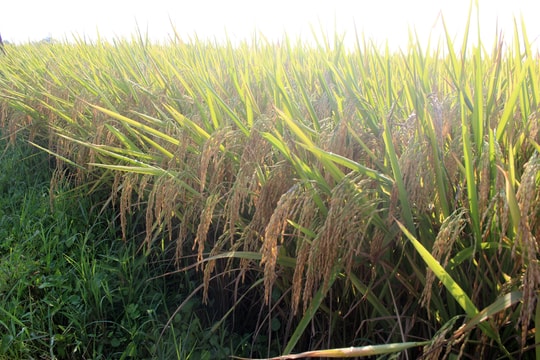 Tăng trưởng GDP toàn ngành Nông nghiệp đạt cao nhất trong nhiều năm 