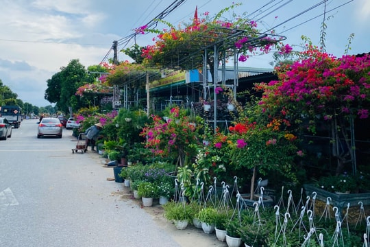 'Nóng' mặt bằng bán hoa, cây cảnh Tết tại thành phố Vinh