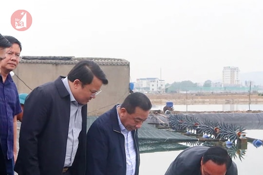 Nông dân Nghệ An thay ao tôm kém hiệu quả bằng ao cá đặc sản