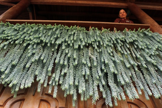 Về Kỳ Sơn ngắm dàn sen đá 'khủng' của người Thái