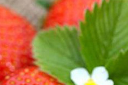 Trồng thành công dâu tây trên đất nhiễm mặn