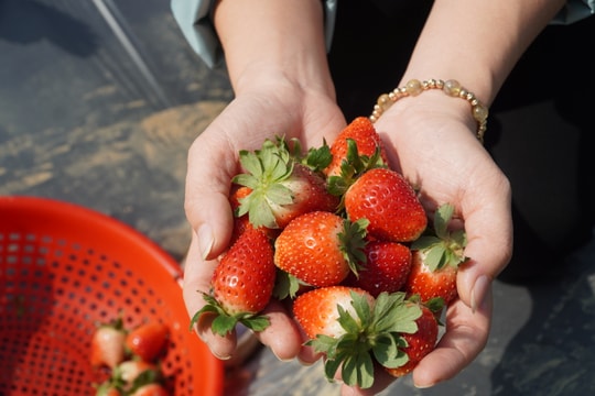 Nông dân Nghệ An tiên phong trồng dâu tây hữu cơ trên đất nhiễm mặn
