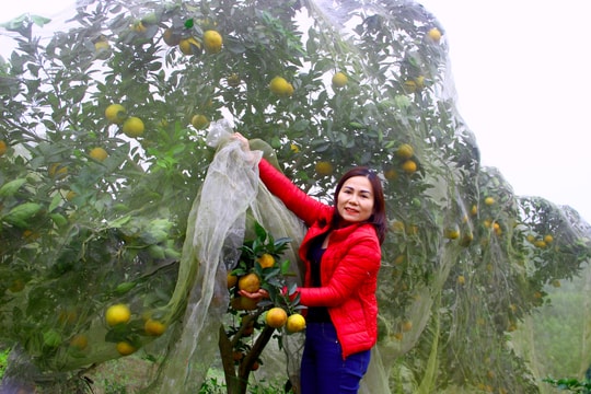 Những vườn cam mắc màn lúc lỉu quả ở Nghệ An 
