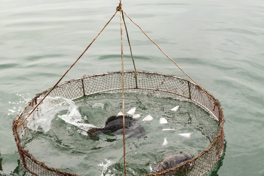 Nông dân Nghệ An 'biến' ao tôm kém hiệu quả thành ao cá đặc sản