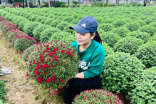 Các làng hoa ở Nghệ An chộn rộn đón Tết