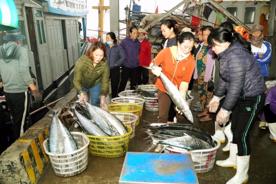 Ngư dân Nghệ An trúng đậm cá thu