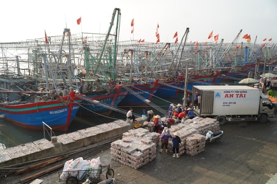 Ngư dân Nghệ An 'trúng đậm' cá cơm