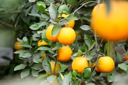 Vì sao cam 'tiến vua' lên giá 100.000 đồng/quả, người trồng vẫn không vui?