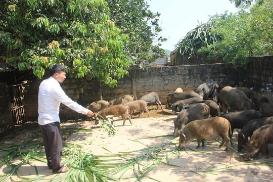 Nông dân Quỳnh Lưu nuôi lợn rừng phục vụ thị trường Tết