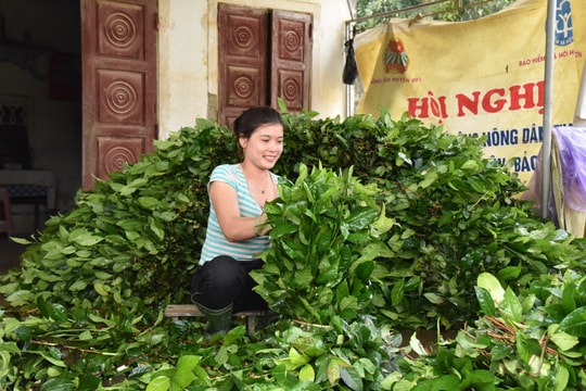 Nông dân Anh Sơn được mùa chè gay, thu tiền triệu mỗi ngày