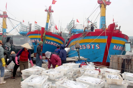 Ngư dân Quỳnh Lưu phấn khởi vươn khơi, đem về hàng tỷ đồng mỗi chuyến