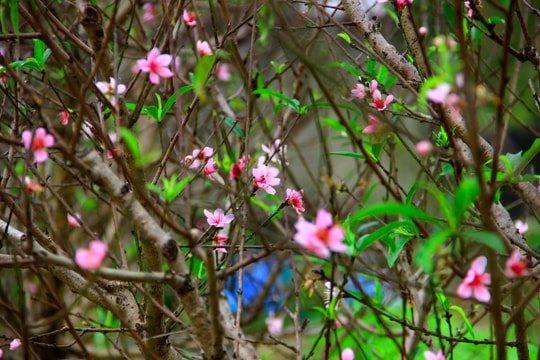 Người trồng đào Tết thấp thỏm vì hoa nở sớm