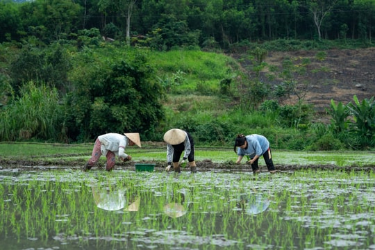 Nông dân vùng cao Quế Phong, Quỳ Châu khởi động vụ xuân 2024