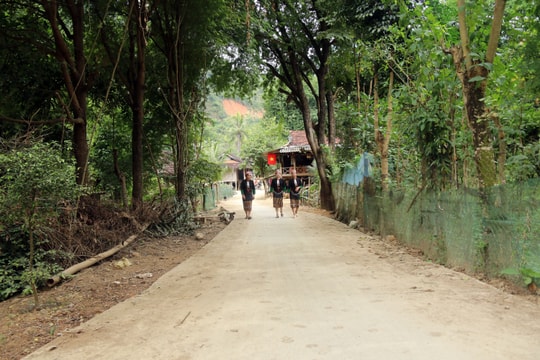 Rừng me cổ thụ giữa bản làng người Thái Nghệ An