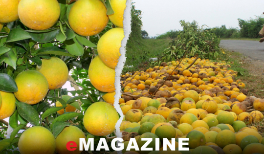 Kỳ cuối: Khôi phục, trồng mới – cần đầu tư bài bản, quản lý chặt chẽ