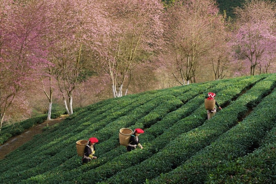 Việt Nam góp mặt 2 địa danh điểm đến 'đỉnh chóp thế giới 2024' 