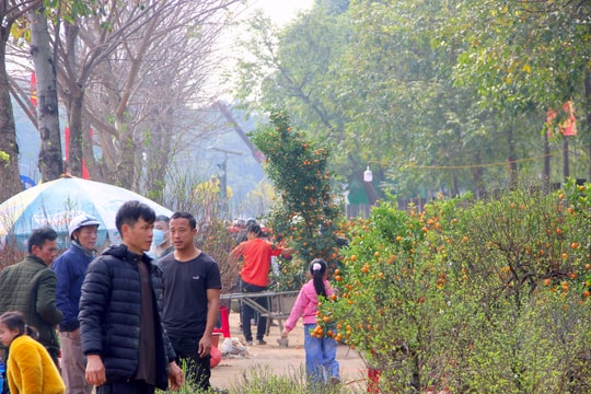 TP. Vinh cho phép kinh doanh hoa, cây cảnh Tết tại 8 khu vực