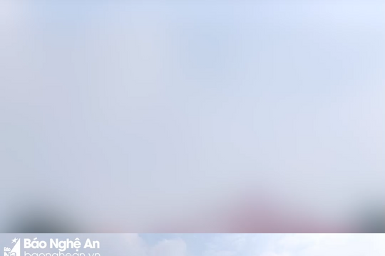 8 khu vực kinh doanh hoa, cây cảnh Tết tại TP. Vinh 