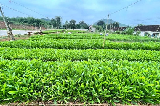 Nghệ An ban hành chỉ thị về tổ chức Tết trồng cây Xuân Giáp Thìn 2024