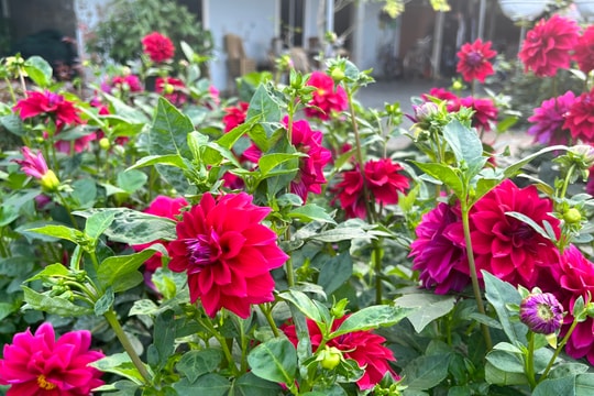 Nông dân làng hoa Nghi Ân (TP. Vinh) trồng cúc Đà Lạt và thược dược không đủ bán 