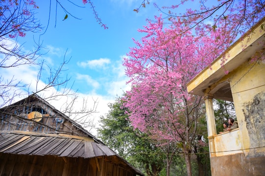 Rực rỡ hoa anh đào trên đường chạy marathon chinh phục đỉnh Puxailaileng