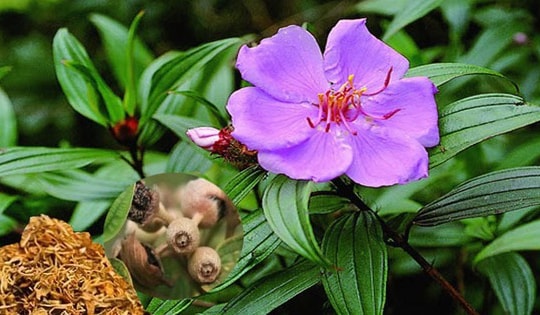 Bài thuốc tiêu sưng, giảm đau từ cây mua