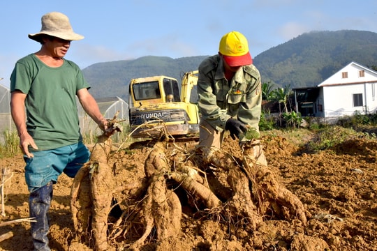 Bội thu sắn dây, nông dân Nam Đàn thu về trăm triệu đồng/ha